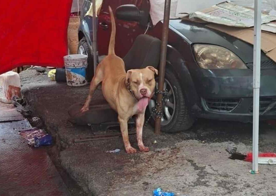 Perro que Mató a Hombre Afuera del Metro Indios Verdes. Foto: N+